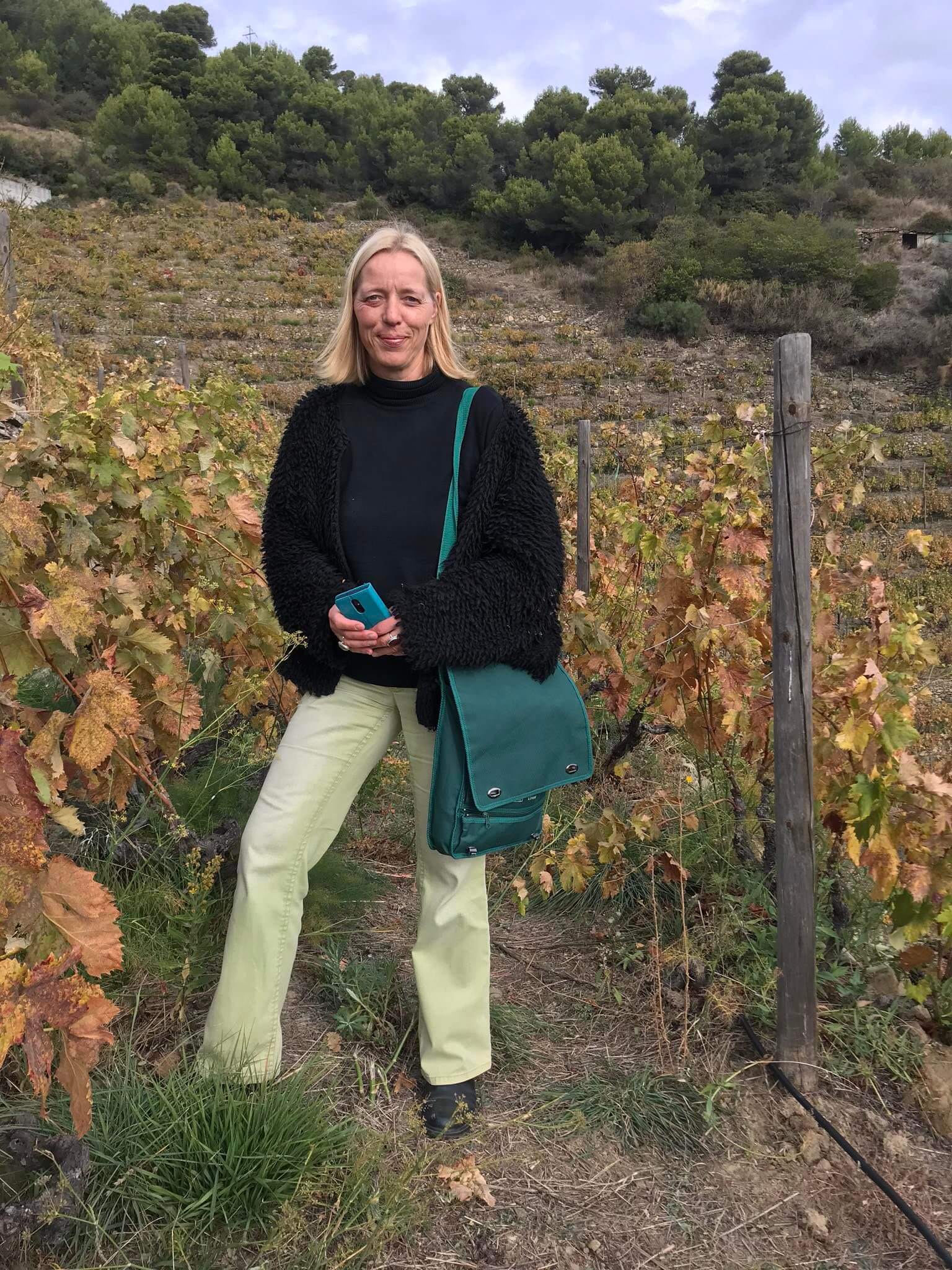 in de wijngaard met odue stokken in Liguria