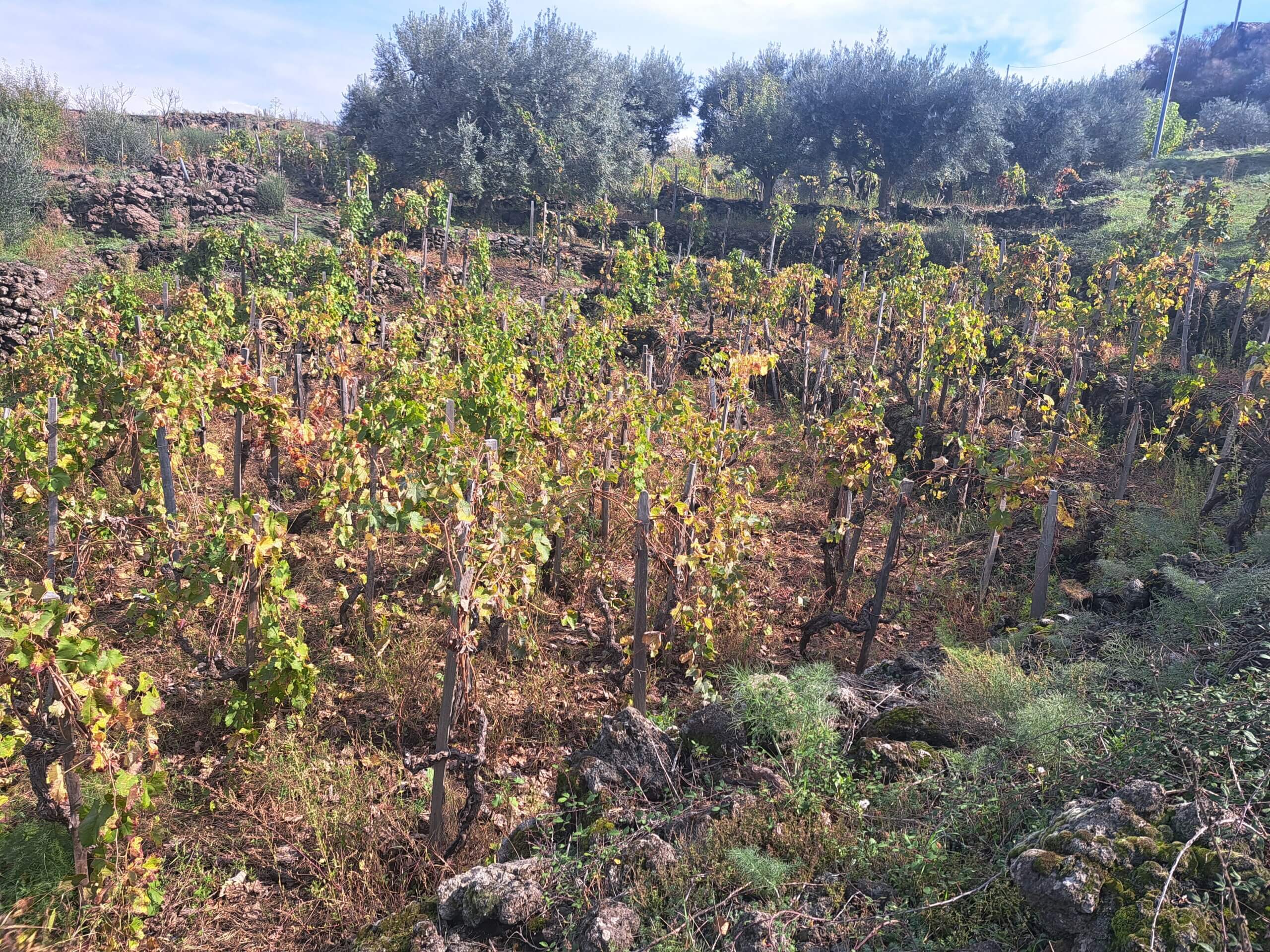 oude wijngaard Etna vino di anna 